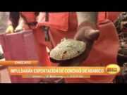 Chiclayo: Impulsarán exportación de conchas de abanico