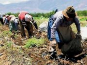 Ejecutivo lanza Segunda Reforma Agraria, que busca potenciar la agricultura familiar