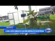 Trujillo: Quieren sembrar árbol de la Quina en plazas de la ciudad
