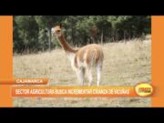 Cajamarca: Sector agricultura busca incrementar crianza de vicuñas