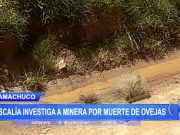 Huamachuco: Fiscalía investiga a minera por muerte de ovejas