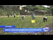 Anuncian subvención económica ante alza de fertilizantes