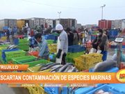 Trujillo: Descartan contaminación de especies marinas