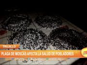 Trujillo: Plaga de moscas afecta la salud de pobladores