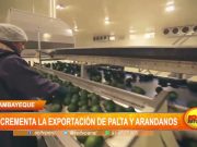 Lambayeque: Incrementa exportación de palta y arándanos