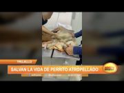 Trujillo: Salvan la vida de perrito atropellado