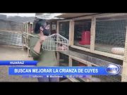 Huaraz: Buscan mejorar la crianza de cuyes