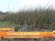 La Libertad: ¡Totorales en peligro!