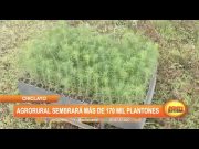 Chiclayo: Agrorural sembrará más de 170 mil plantones