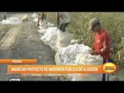 Piura: Anuncian proyecto de inversión pública de algodón