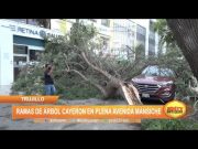 Trujillo: Ramas de árbol cayeron en plena avenida Mansiche