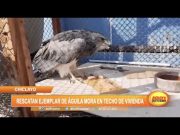 Chiclayo: Rescatan ejemplar de águila mora en techo de vivienda