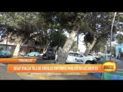 Trujillo: Segat evalúa tala de árboles enfermos para evitar accidentes