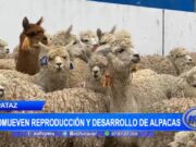 Promueven reproducción y desarrollo de alpacas en Pataz