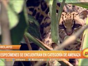 Chiclayo: 128 especímenes se encuentran en categoría de amenaza