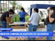 Chiclayo: Promueven campaña de adopción de cachorros