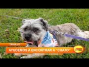 Ayudemos a encontrar a «Chato», un perrito desparecido en Trujillo