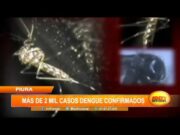 Más de dos mil casos de dengue confirmados en Piura