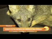 Trujillo: Zorrito es encontrado en jardín de una vivienda