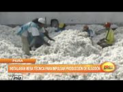 Piura: Instalarán mesa técnica para impulsar producción de algodón