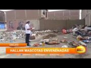 Hallan mascotas envenenadas en Chiclayo