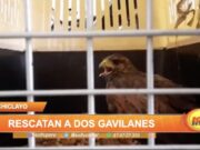 Chiclayo: Rescatan a dos gavilanes