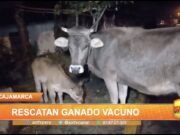 Cajamarca: Rescatan ganado vacuno
