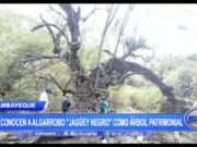 Lambayeque: Reconocen a algarrobo «Jagüey negro» como árbol patrimonial