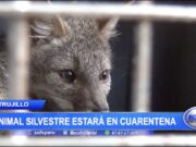 Trujillo: Zorrito «El costeñito» estará en cuarentena