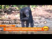 Epidemiólogo advierte contagios de viruela del mono