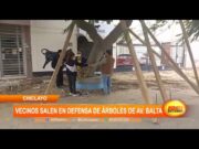 Chiclayo: Vecinos salen en defensa de árboles de la Av. Balta
