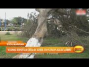Florencia de Mora: Vecinos reportan caída de árbol en plena Plaza de Armas