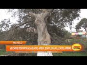 Florencia de Mora: Vecinos reportan caída de árbol en plena Plaza de Armas
