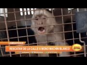Lambayeque: Rescatan de la calle a mono machín blanco
