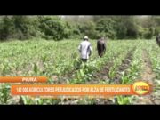 Piura: 142 000 agricultores perjudicados por alza de fertilizantes
