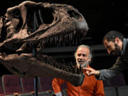 Argentina: descubren nueva especie de dinosaurio de enorme cabeza y pequeños brazos