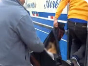 Microbus “Virgen de la Puerta” atropella y mata a un perro