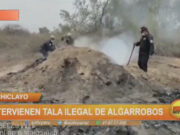 Chiclayo: intervienen tala ilegal de algarrobos