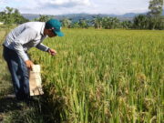 Perú: Crisis de cultivos de papa y arroz por fertilizantes es descartada por el Midagri