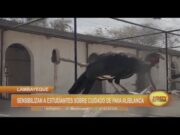 Lambayeque: sensibilizan a estudiantes sobre cuidado de pava aliblanca
