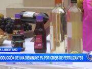 La Libertad: Producción de uva disminuye 5% por crisis de fertilizantes