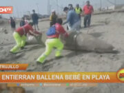 Trujillo: entierran a ballena bebé en playa