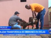 Trujillo: realizan transferencia de embriones en ovejas