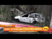 Trujillo: árbol se desploma y deja tres heridas