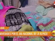 El 01 de agosto se celebra el Día Nacional de la Alpaca
