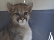 Perú: Serfor recupera a cría de puma andino que fue rescatada y cuidada por familia campesina en Áncash
