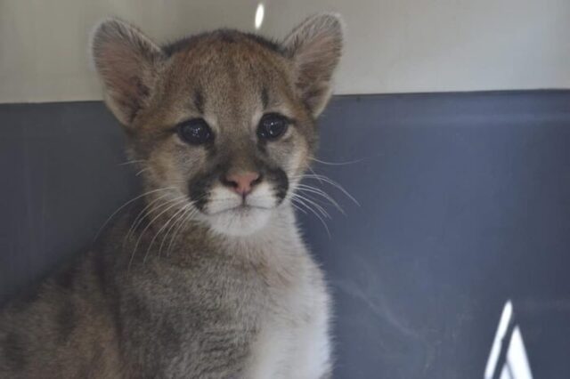 puma-adino-rescatado-serfor