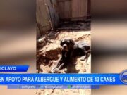 Chiclayo: piden apoyo para albergue y alimento de 43 canes
