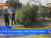 Trujillo: colchón salva a familia tras caída de árbol