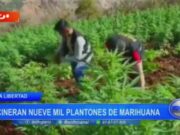 La Libertad: incineran nueve mil plantones de marihuana